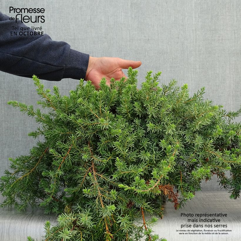 Spécimen de Genévrier des plages -  Juniperus conferta Blue Pacific Pot de 7,5L/10L tel que livré en automne