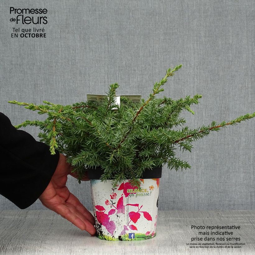 Spécimen de Genévrier des plages - Juniperus conferta Schlager  Pot de 2L/3L tel que livré en automne