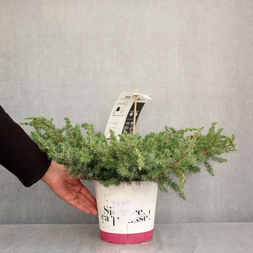 Spécimen de Genévrier des plages - Juniperus conferta Schlager  Pot de 4L/5L tel que livré en automne