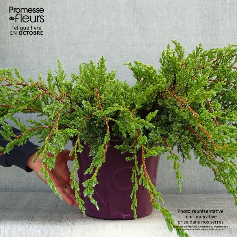 Spécimen de Genévrier écailleux - Juniperus squamata Blue Carpet Pot de 4L/5L tel que livré en automne