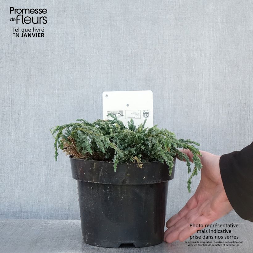 Spécimen de Genévrier écailleux - Juniperus squamata Blue Spider Pot de 2L/3L tel que livré en hiver
