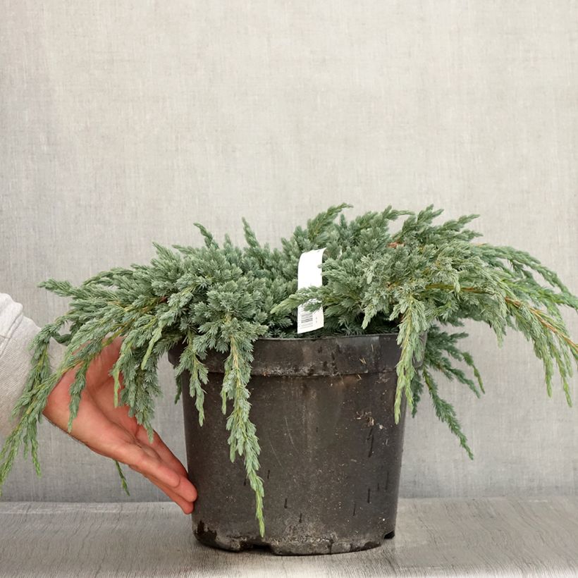 Spécimen de Genévrier écailleux - Juniperus squamata Blue Spider Pot de 7,5L/10L tel que livré en automne