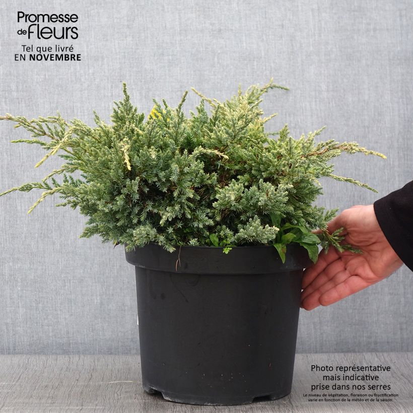 Spécimen de Genévrier écailleux - Juniperus squamata Dream Joy Pot de 7,5L/10L tel que livré en automne