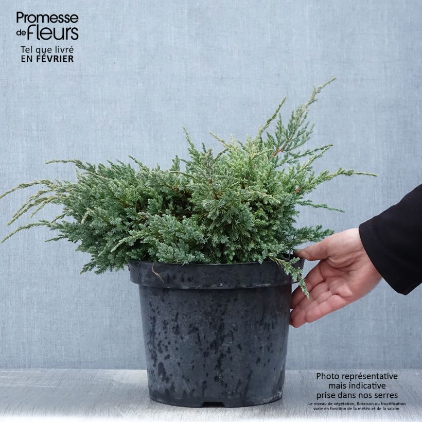 Spécimen de Genévrier écailleux - Juniperus squamata Dream Joy Pot de 7,5L/10L tel que livré en hiver