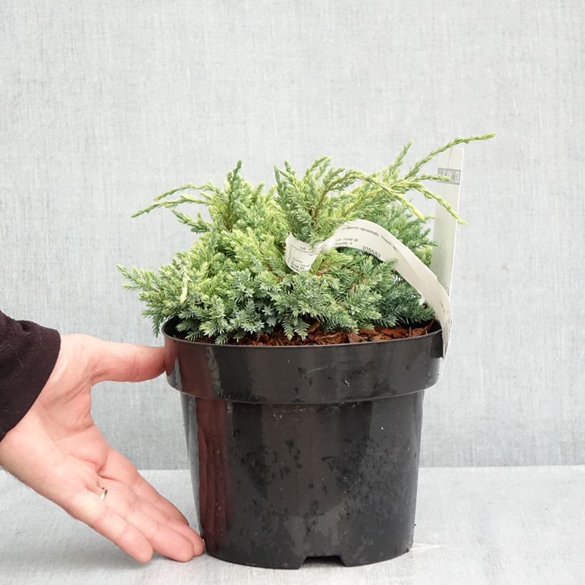 Spécimen de Genévrier écailleux - Juniperus squamata Dream Joy Pot de 2L/3L tel que livré en automne