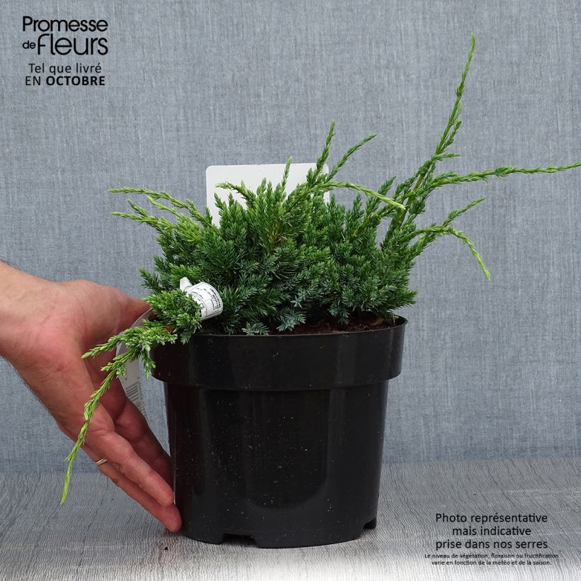 Spécimen de Genévrier écailleux - Juniperus squamata Holger Pot de 2L/3L tel que livré en automne