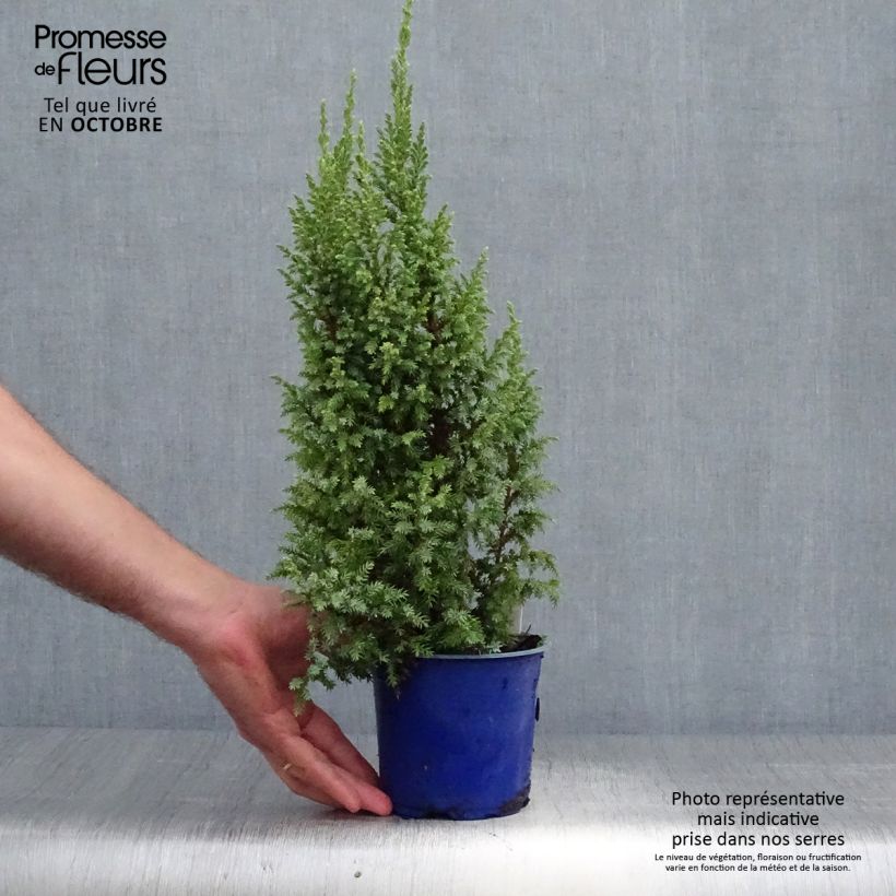 Spécimen de Genévrier écailleux - Juniperus squamata Loderi Pot de 2L/3L tel que livré en automne
