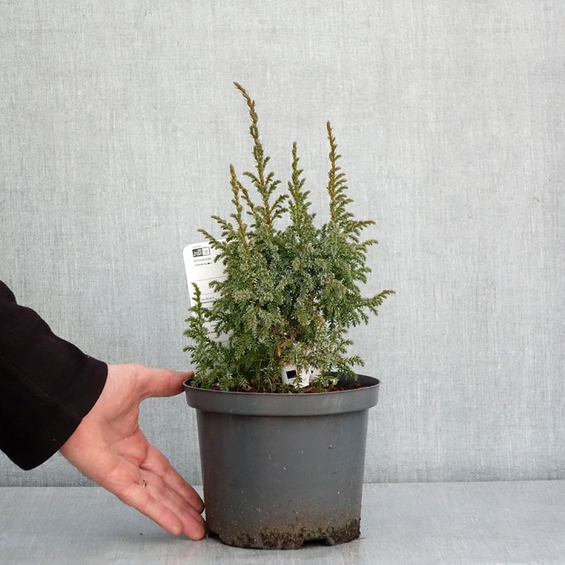 Spécimen de Genévrier écailleux - Juniperus squamata Loderi Pot de 2L/3L tel que livré en hiver
