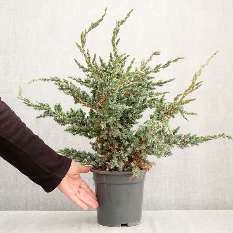 Spécimen de Genévrier écailleux - Juniperus squamata Meyeri Pot de 3L/4L tel que livré en automne
