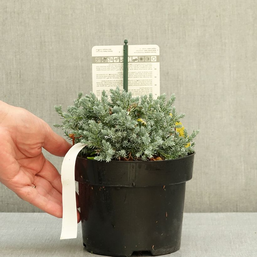 Spécimen de Genévrier écailleux - Juniperus squamata Tropical Blue Pot de 2L/3L tel que livré en automne