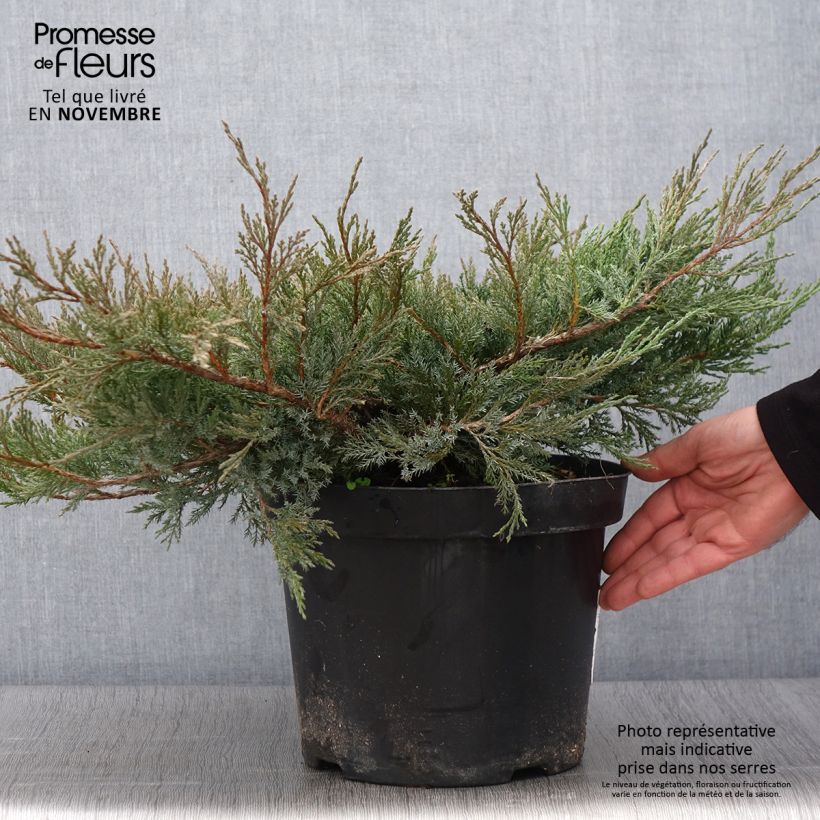 Spécimen de Genévrier horizontal - Juniperus horizontalis Agnieszka Pot de 7,5L/10L tel que livré en automne