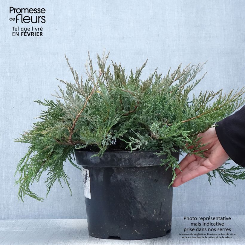 Spécimen de Genévrier horizontal - Juniperus horizontalis Agnieszka Pot de 7,5L/10L tel que livré en hiver