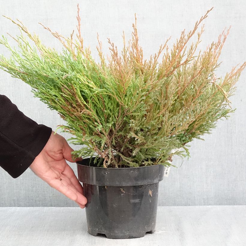 Spécimen de Genévrier horizontal - Juniperus horizontalis Andorra Compact Pot de 2L/3L tel que livré en automne