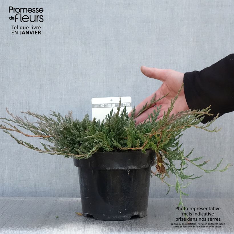 Spécimen de Genévrier horizontal - Juniperus horizontalis Jade River Pot de 2L/3L tel que livré en hiver