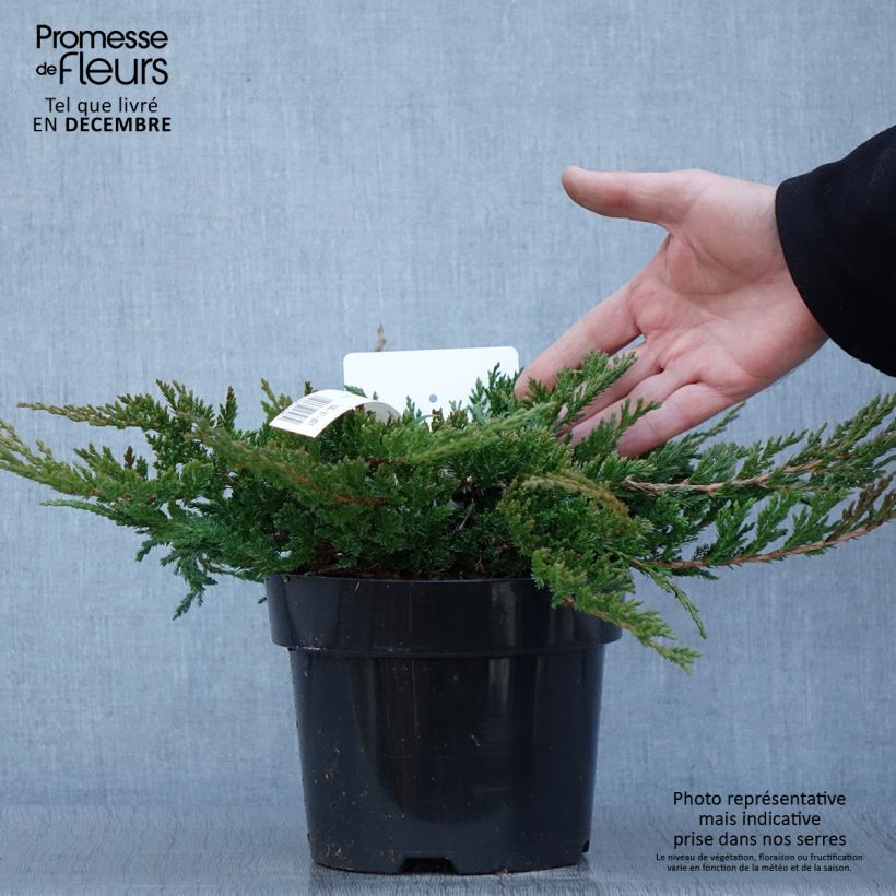 Spécimen de Genévrier horizontal - Juniperus horizontalis Prince Of Wales Pot de 2L/3L tel que livré en automne