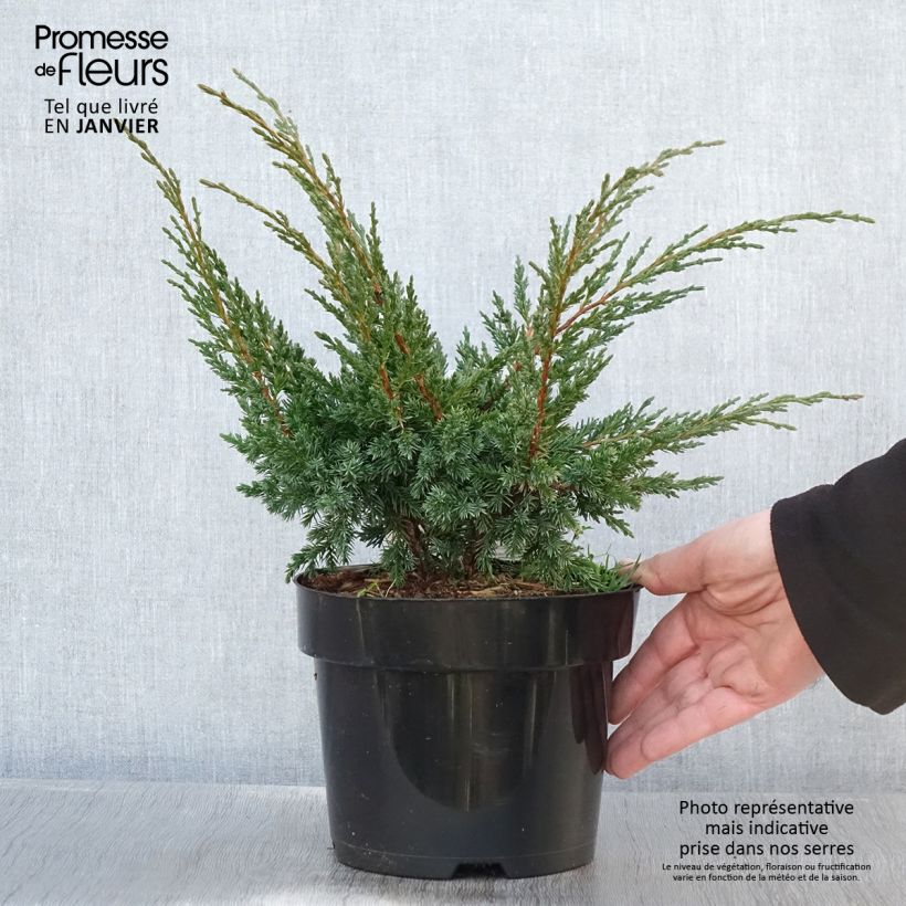 Spécimen de Genévrier hybride - Juniperus chinensis Blaauw              Pot de 2L/3L tel que livré en hiver