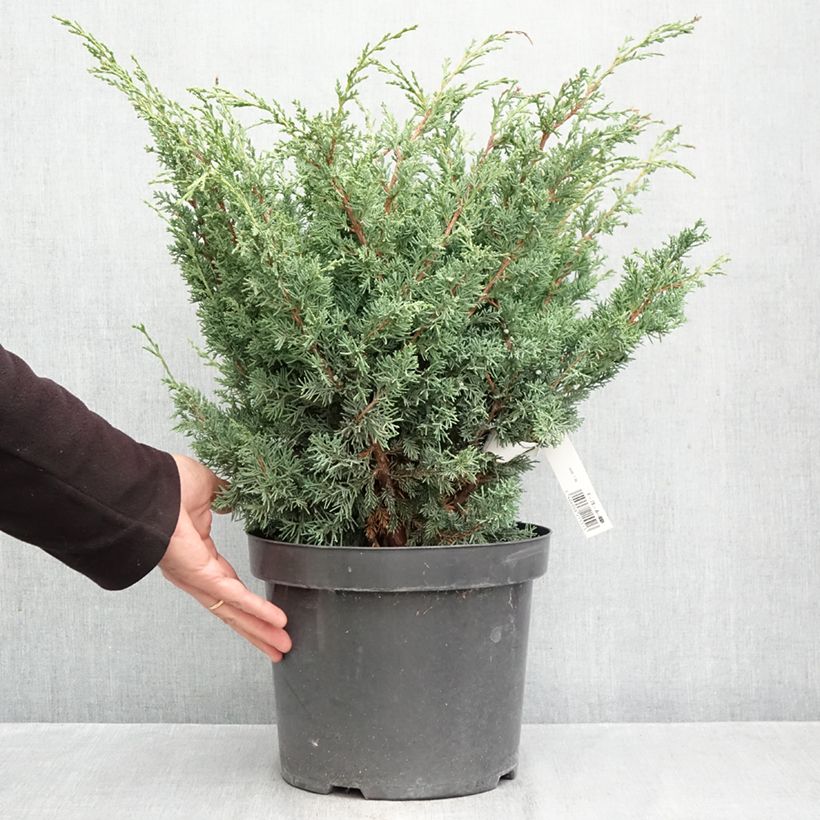 Spécimen de Genévrier hybride - Juniperus chinensis Blaauw              Pot de 7,5L/10L tel que livré en automne