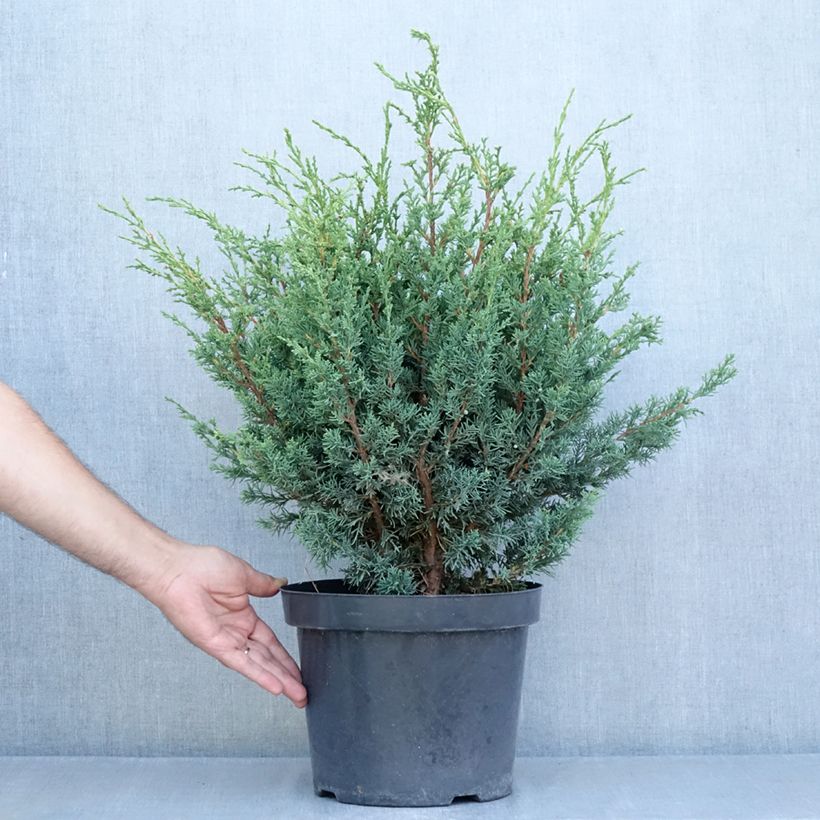 Spécimen de Genévrier hybride - Juniperus chinensis Blaauw              Pot de 7,5L/10L tel que livré en été