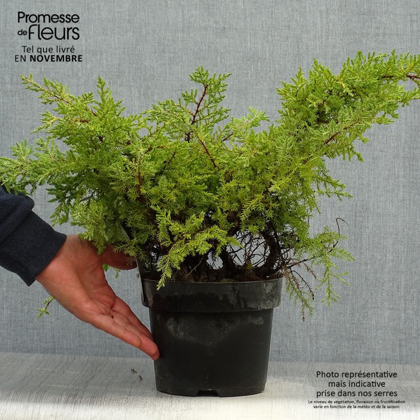 Spécimen de Genévrier - Juniperus pfitzeriana Goldkissen Pot de 2L/3L tel que livré en automne
