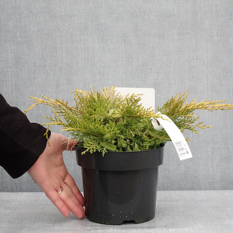 Spécimen de Genévrier - Juniperus pfitzeriana King Of Spring Pot de 2L/3L tel que livré en hiver