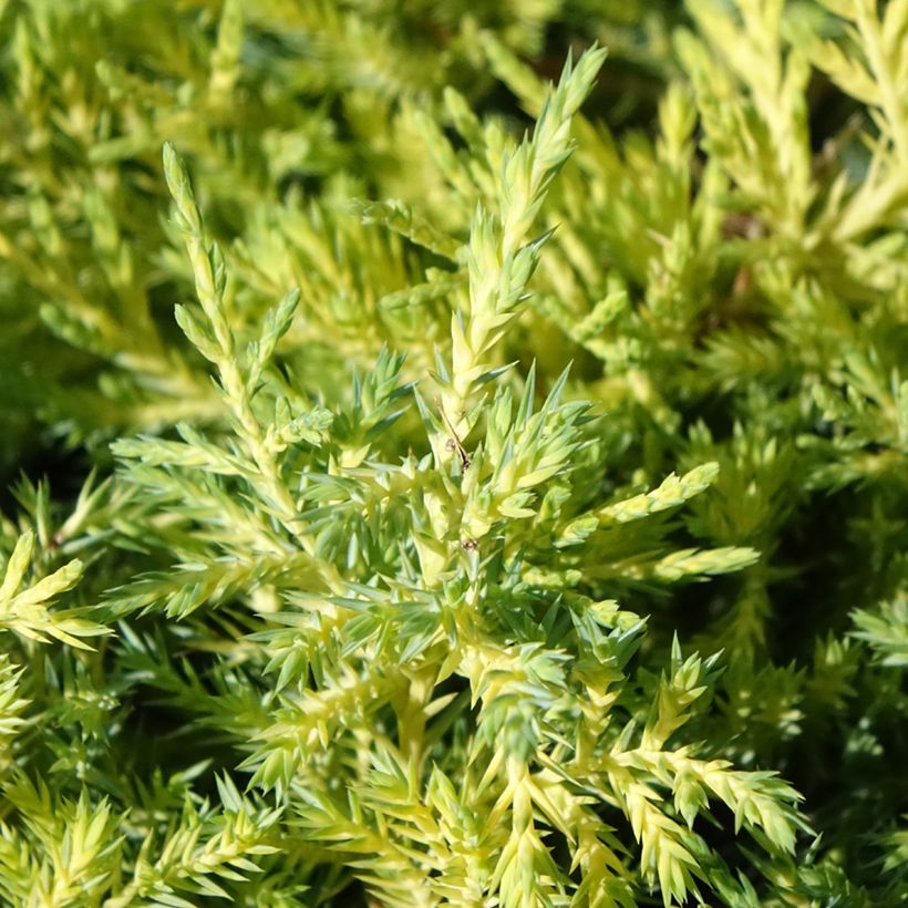 Genévrier - Juniperus pfitzeriana King Of Spring (Feuillage)