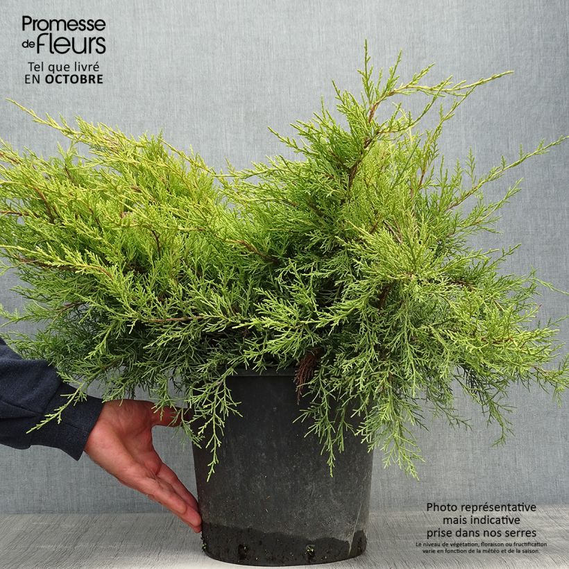 Spécimen de Genévrier - Juniperus pfitzeriana Old Gold                Pot de 7,5L/10L tel que livré en automne