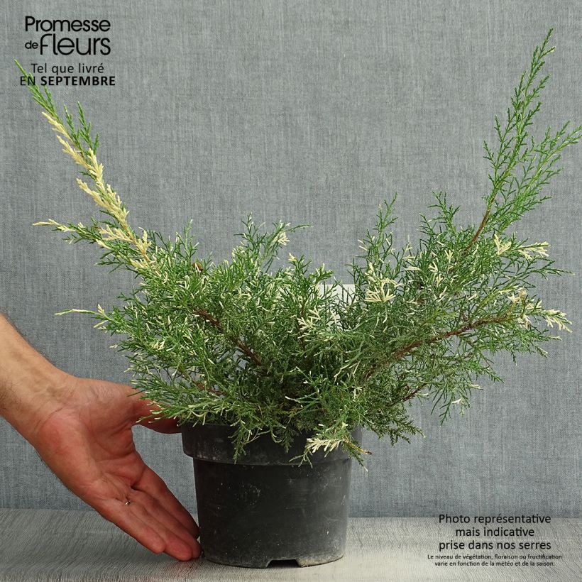 Spécimen de Genévrier - Juniperus pfitzeriana White Splash Pot de 2L/3L tel que livré en été