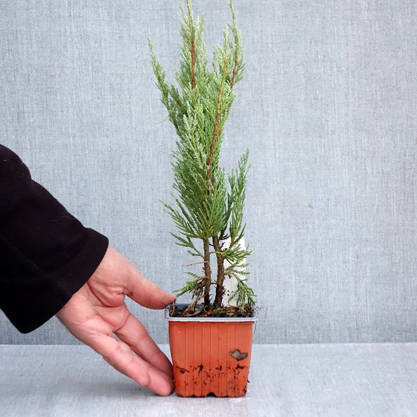 Spécimen de Genévrier - Juniperus scopulorum Moonglow Godet de 8/9 cm tel que livré en automne
