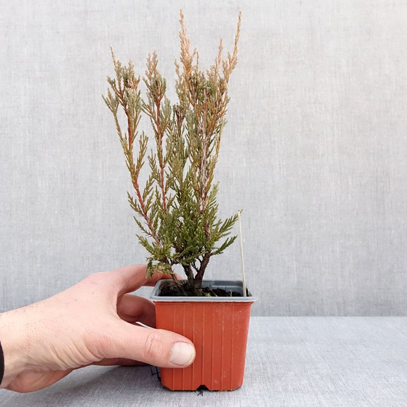 Spécimen de Genévrier - Juniperus scopulorum Moonglow Godet de 8/9 cm tel que livré en hiver