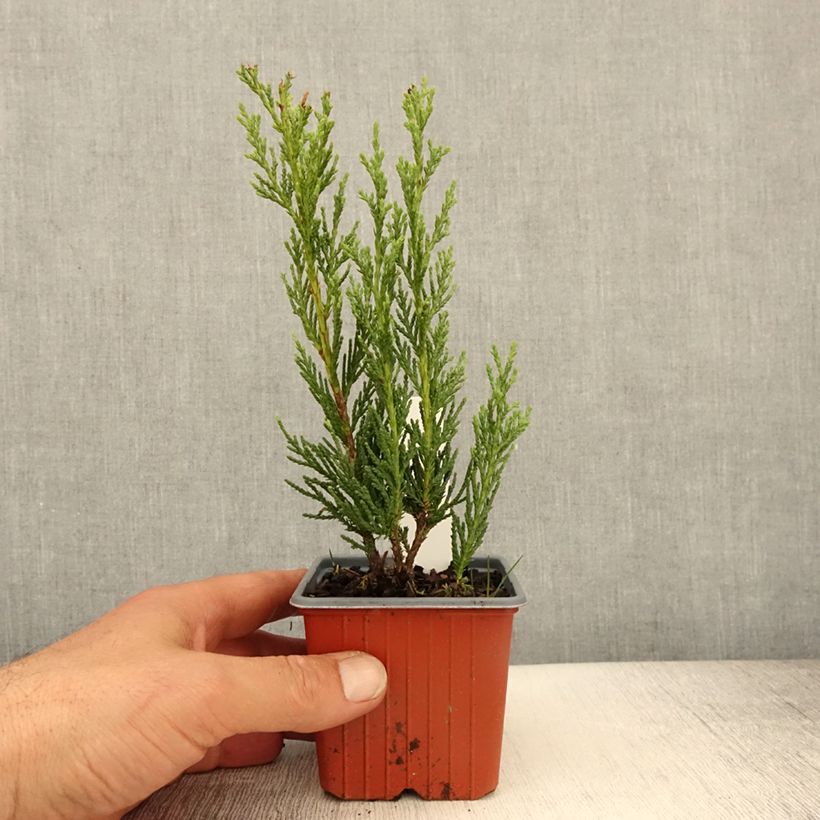 Spécimen de Genévrier - Juniperus scopulorum Moonglow Godet de 8/9 cm tel que livré au printemps