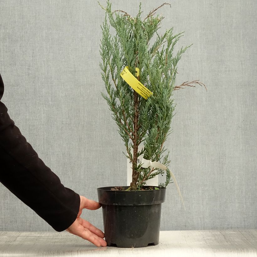 Spécimen de Genévrier - Juniperus scopulorum Moonglow Pot de 2L/3L tel que livré en automne