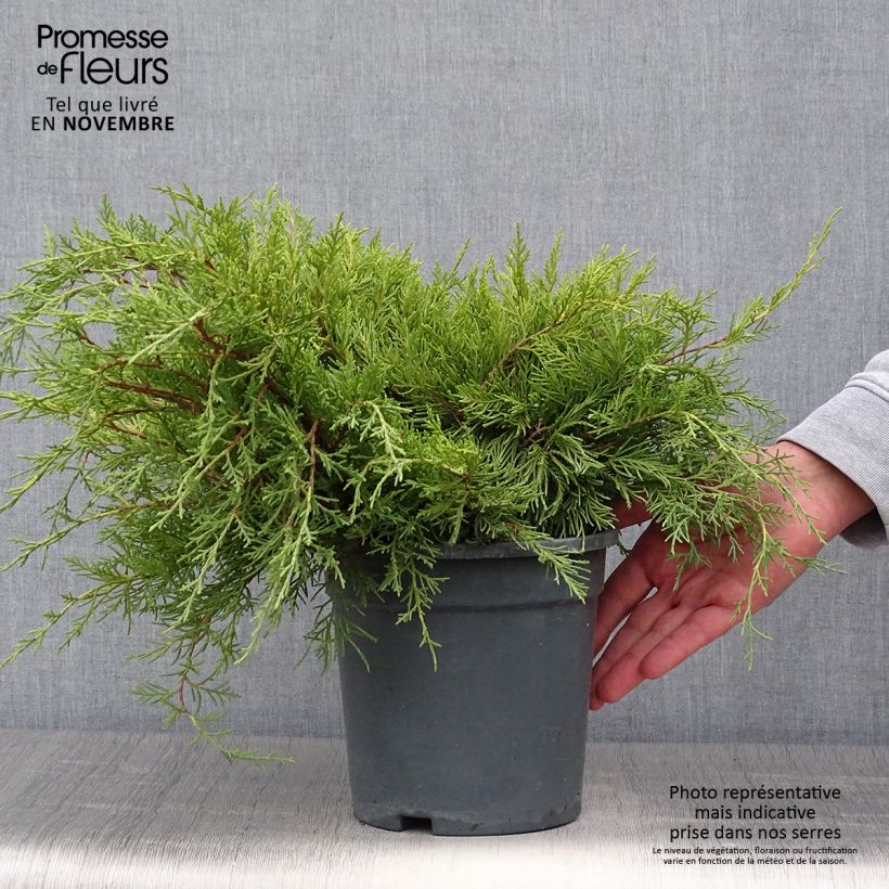 Spécimen de Genévrier - Juniperus x media Gold Coast Pot de 2L/3L tel que livré en automne