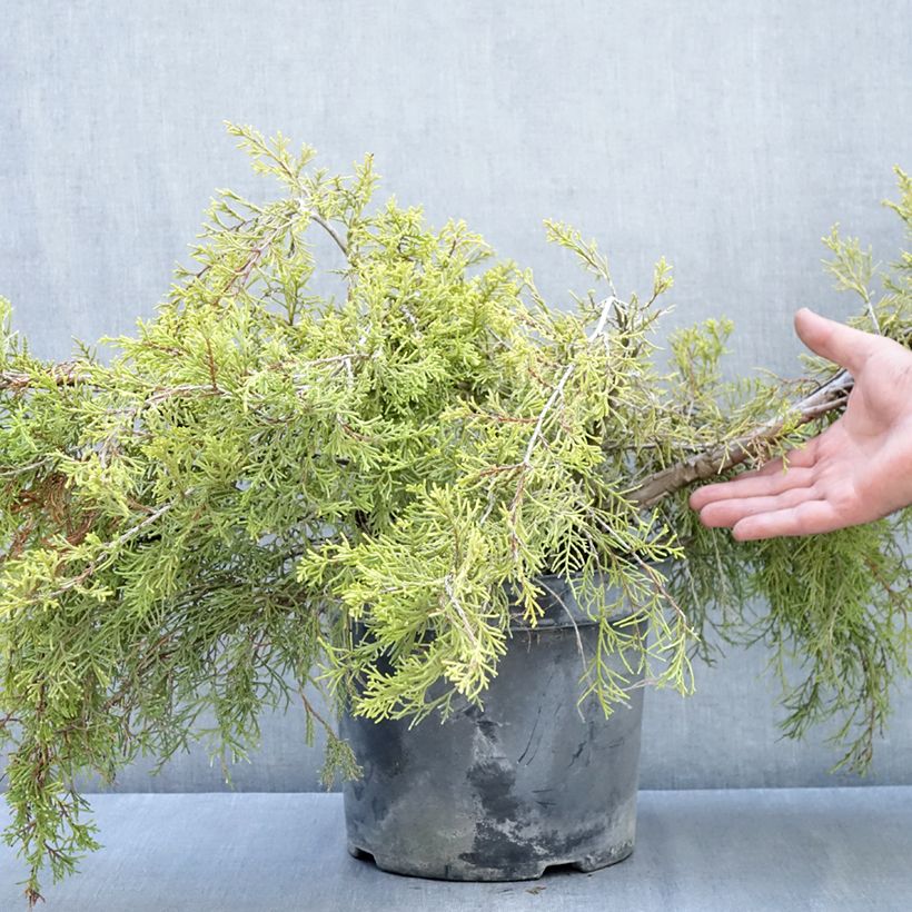 Spécimen de Genévrier - Juniperus x media Gold Coast Pot de 7,5L/10L tel que livré en automne