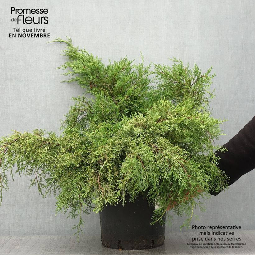 Spécimen de Genévrier - Juniperus x media Mint Julep Pot de 7,5L/10L tel que livré en automne