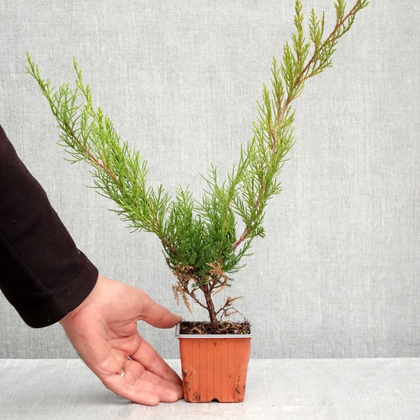 Spécimen de Genévrier - Juniperus x media Mint Julep Godet de 8/9 cm tel que livré en automne