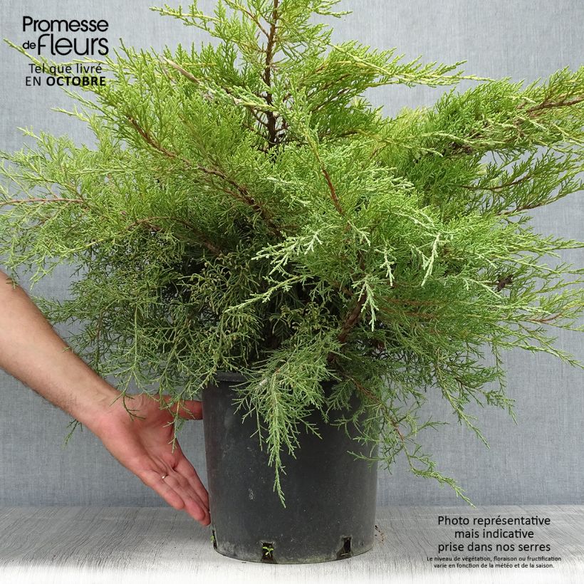 Spécimen de Genévrier - Juniperus x media Pfitzeriana Aurea Pot de 7,5L/10L tel que livré en automne
