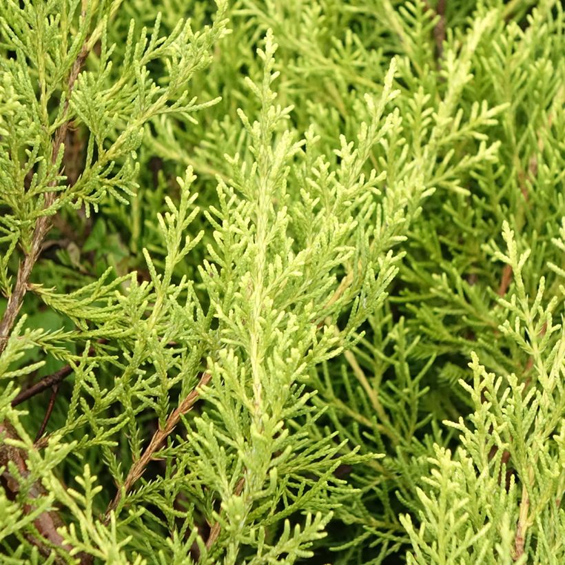 Genévrier - Juniperus x media Pfitzeriana Aurea (Feuillage)