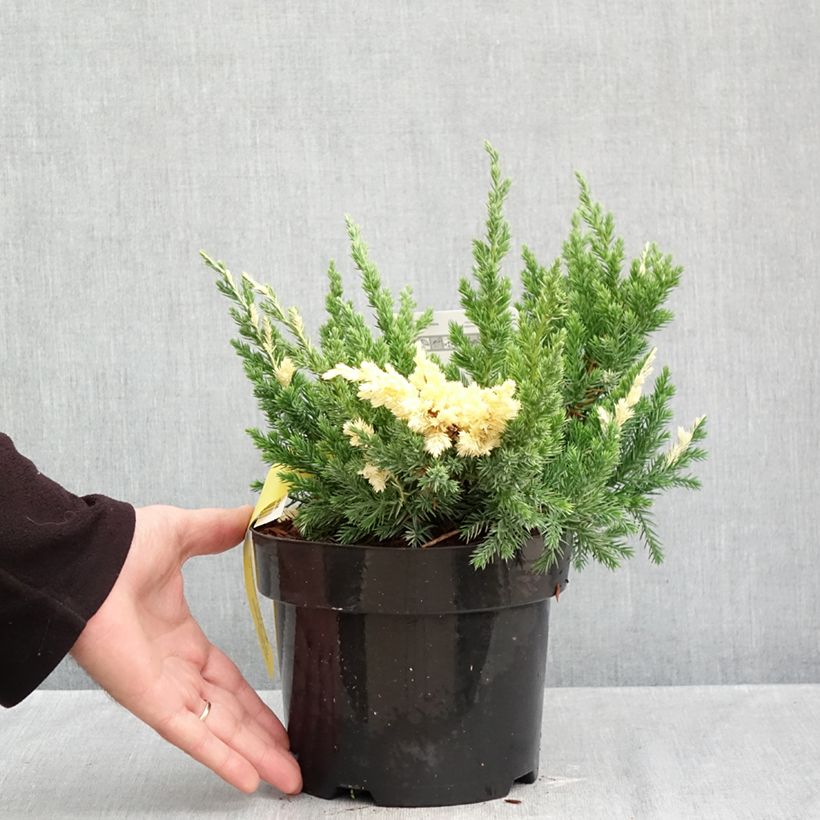 Spécimen de Genévrier rampant - Juniperus chinensis Expansa Variegata Pot de 2L/3L tel que livré en automne