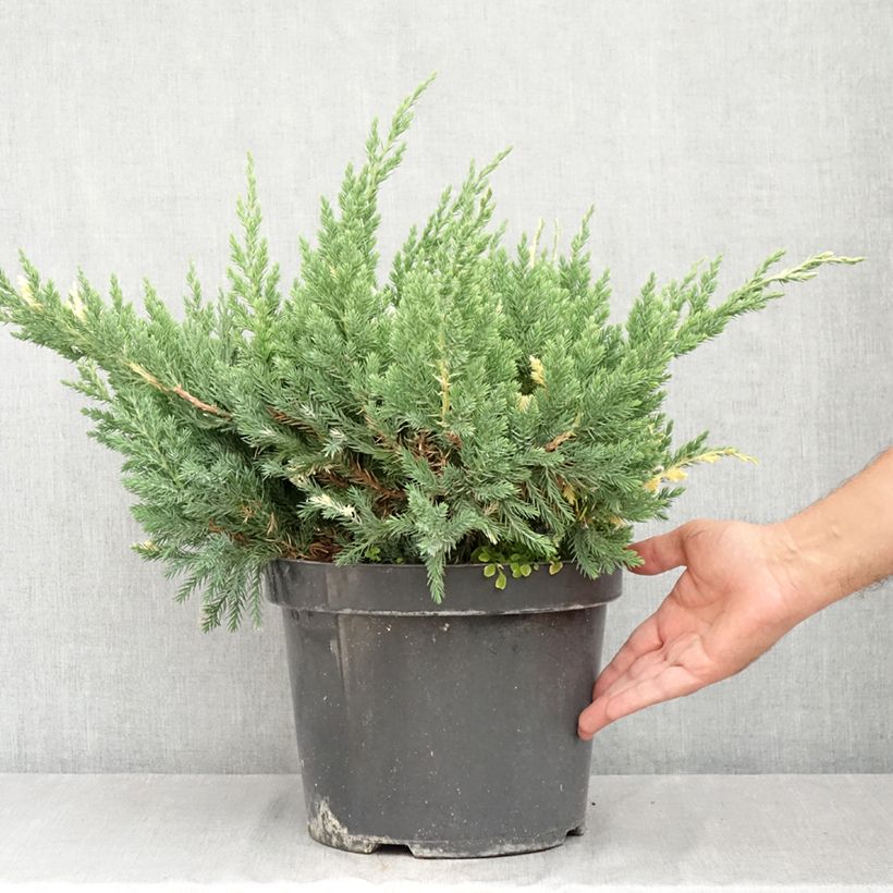 Spécimen de Genévrier rampant - Juniperus chinensis Expansa Variegata Pot de 7,5L/10L tel que livré en été
