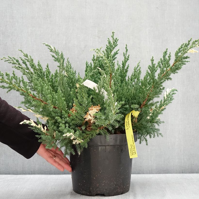 Spécimen de Genévrier rampant - Juniperus chinensis Expansa Variegata Pot de 7,5L/10L tel que livré en hiver