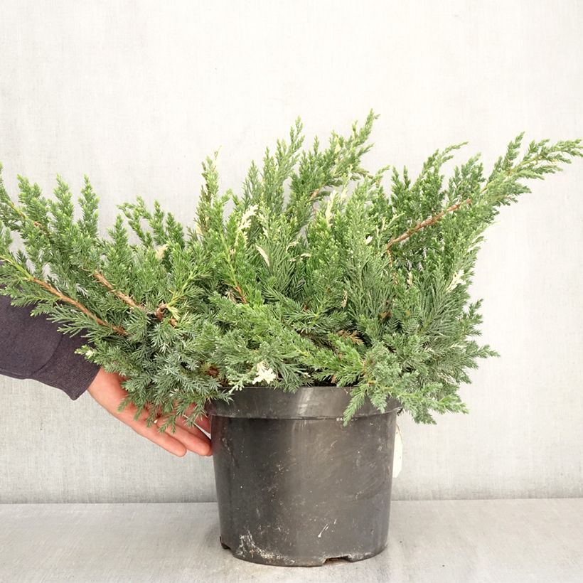 Spécimen de Genévrier rampant - Juniperus chinensis Expansa Variegata Pot de 7,5L/10L tel que livré au printemps