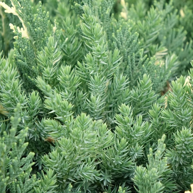Genévrier rampant - Juniperus chinensis Expansa Variegata (Feuillage)