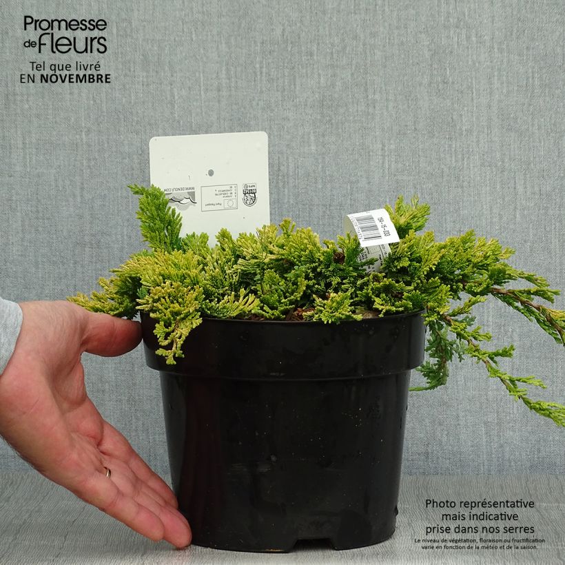 Spécimen de Genévrier rampant - Juniperus horizontalis Golden Carpet Pot de 2L/3L tel que livré en automne