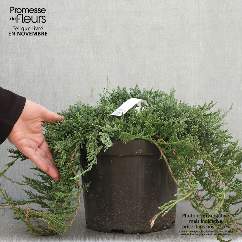 Spécimen de Genévrier rampant - Juniperus horizontalis Wiltonii Pot de 7,5L/10L tel que livré en automne