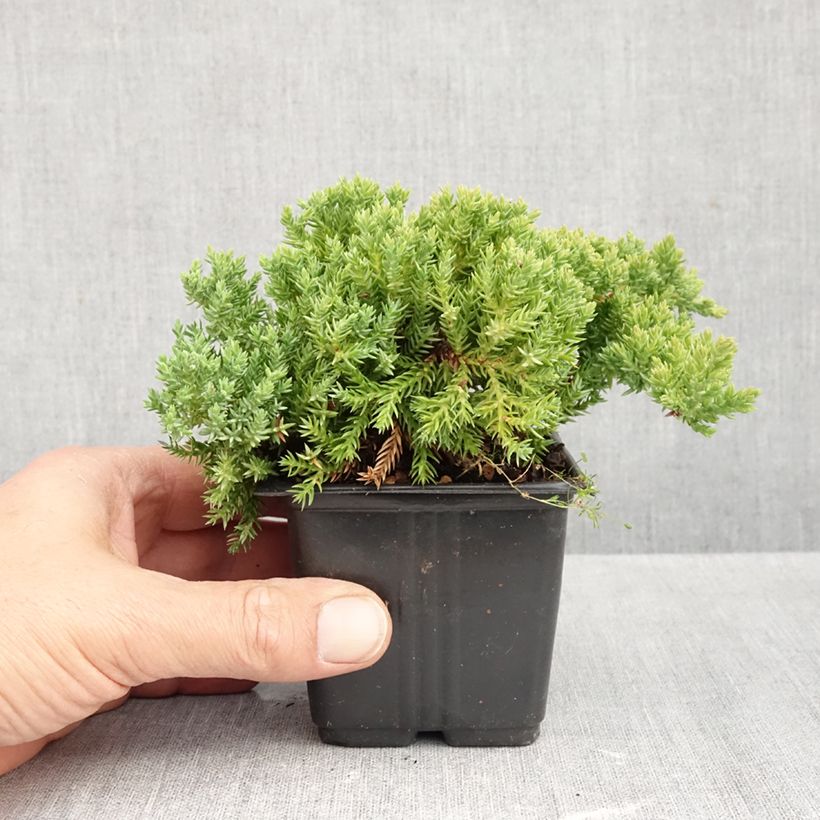 Spécimen de Genévrier rampant - Juniperus procumbens Nana Godet de 8/9 cm tel que livré en automne