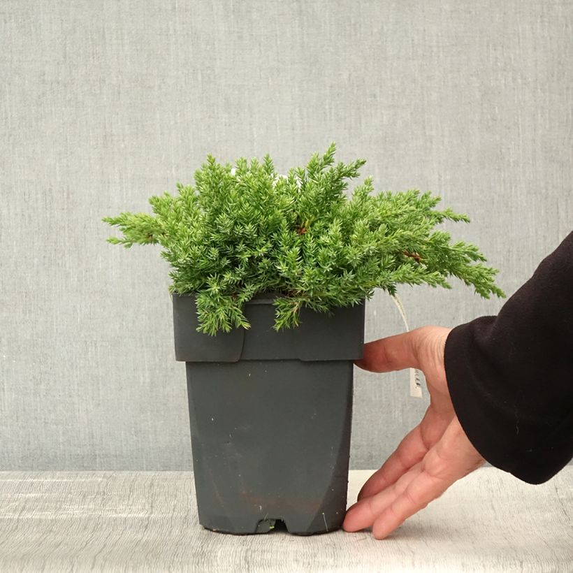 Spécimen de Genévrier rampant - Juniperus procumbens Nana Pot de 2L/3L tel que livré en automne