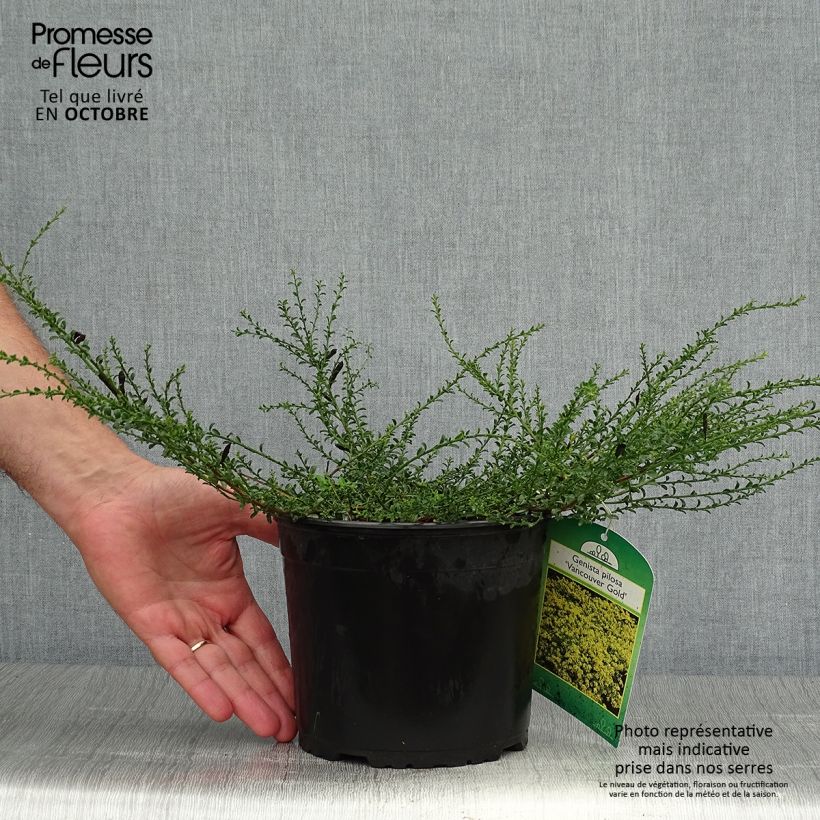 Spécimen de Genista pilosa Vancouver Gold - Genêt poilu Pot de 2L/3L tel que livré en automne