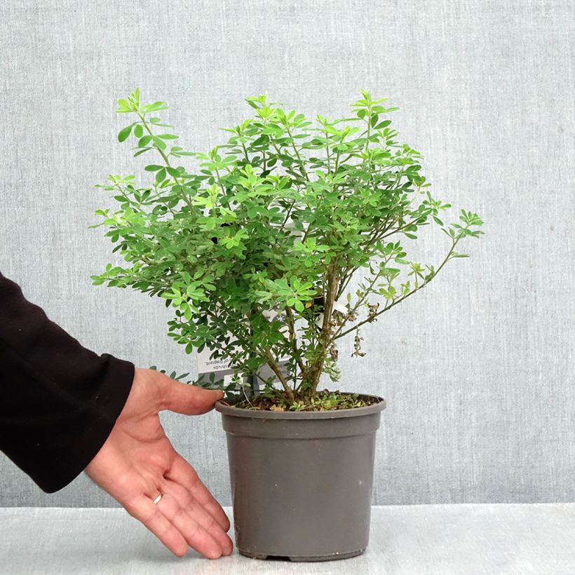 Spécimen de Genista Porlock - Genêt Pot de 2L/3L tel que livré en automne