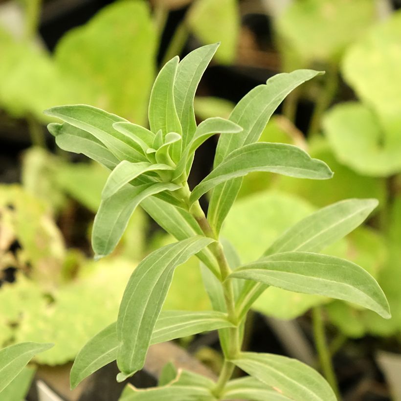 Gentiana cruciata - Gentiane croisette (Feuillage)