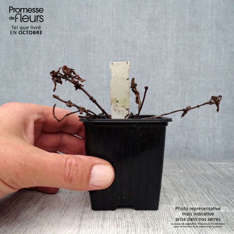 Spécimen de Gentiana True Blue - Gentiane Godet de 8/9 cm tel que livré en automne